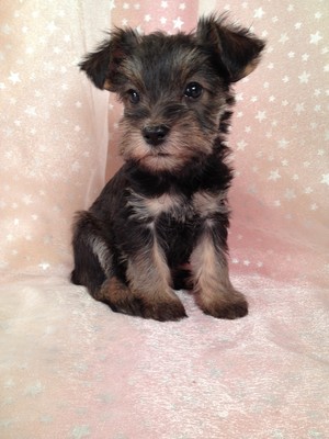 Yorkie Breeder with Snorkie Puppies for sale|Dad Yorkie|Mom Miniature Schnauzer|Ready By Christmas 2012|Snorkie Female for sale #19